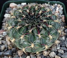 Load image into Gallery viewer, Lobivia draxleriana