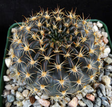 Load image into Gallery viewer, Lobivia kratochviliana