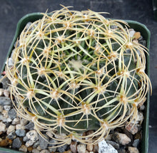 Load image into Gallery viewer, Lobivia prestoana