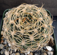 Load image into Gallery viewer, Lobivia prestoana