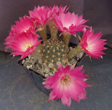 Load image into Gallery viewer, Lobivia winteriana