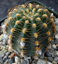 Load image into Gallery viewer, Lobivia winteriana