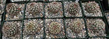 Load image into Gallery viewer, Mammillaria schumannii v. globosa