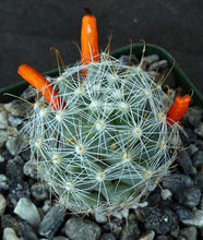 Load image into Gallery viewer, Mammillaria boolii