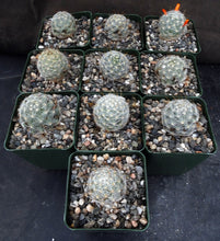 Load image into Gallery viewer, Mammillaria boolii