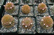 Load image into Gallery viewer, Mammillaria carmenae Orange spine form