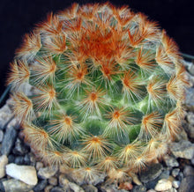 Load image into Gallery viewer, Mammillaria carmenae Orange spine form