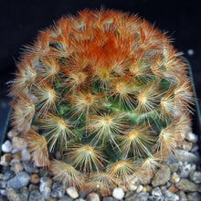 Load image into Gallery viewer, Mammillaria carmenae Orange spine form