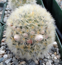 Load image into Gallery viewer, Mammillaria carmenae