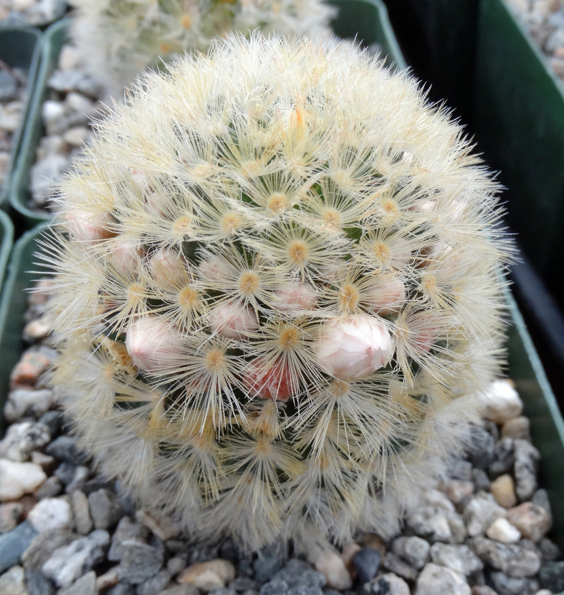 Mammillaria carmenae – Kyle's Plants