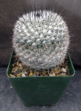Load image into Gallery viewer, Mammillaria chionocephala aka M. ritteriana