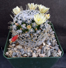 Load image into Gallery viewer, Mammillaria duwei Spine form