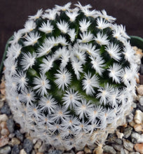 Load image into Gallery viewer, Mammillaria duwei