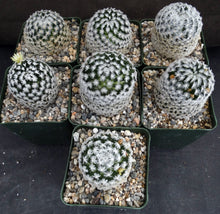 Load image into Gallery viewer, Mammillaria duwei