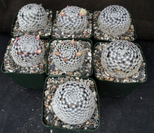Load image into Gallery viewer, Mammillaria duwei Spineless form