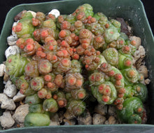 Load image into Gallery viewer, Mammillaria bocasana cv. 'Fred' *Own Roots*