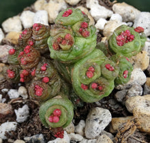 Load image into Gallery viewer, Mammillaria bocasana cv. 'Fred' *Own Roots*