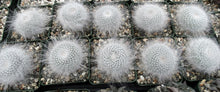 Load image into Gallery viewer, Mammillaria hahniana
