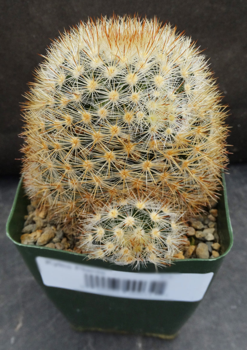 Mammillaria laui v. subducta *Bigger Plant* – Kyle's Plants