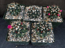 Load image into Gallery viewer, Mammillaria karwinskiana