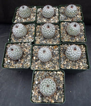 Load image into Gallery viewer, Mammillaria perezdelarosae *Black hook spines*