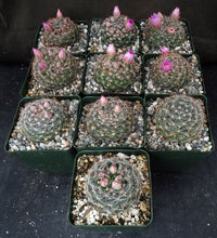 Load image into Gallery viewer, Mammillaria stampferi