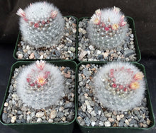Load image into Gallery viewer, Mammillaria schwarzii