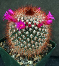 Load image into Gallery viewer, Mammillaria spinosissima