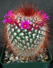 Load image into Gallery viewer, Mammillaria spinosissima