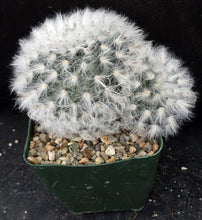 Load image into Gallery viewer, Mammillaria bocasana *Bigger Plant*