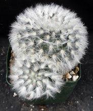 Load image into Gallery viewer, Mammillaria bocasana *Bigger Plant*