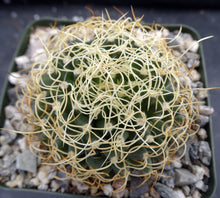 Load image into Gallery viewer, Mammillaria camptotricha var. marnier-lapsotollei