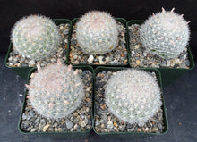 Load image into Gallery viewer, Mammillaria candida *Snowball Cactus*