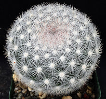 Load image into Gallery viewer, Mammillaria candida *Snowball Cactus*