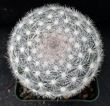 Load image into Gallery viewer, Mammillaria candida *Snowball Cactus*