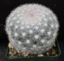 Load image into Gallery viewer, Mammillaria candida *Snowball Cactus*