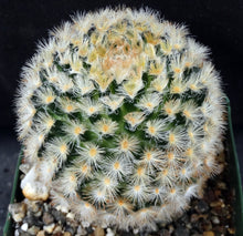 Load image into Gallery viewer, Mammillaria carmenae