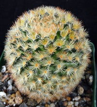 Load image into Gallery viewer, Mammillaria carmenae