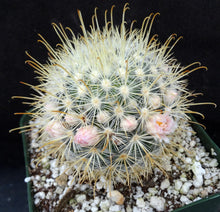 Load image into Gallery viewer, Mammillaria cowperae *Lemon Yellow Spines*