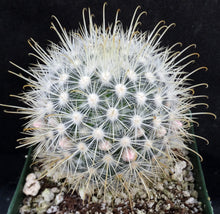 Load image into Gallery viewer, Mammillaria cowperae *Lemon Yellow Spines*