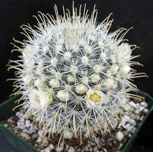 Load image into Gallery viewer, Mammillaria cowperae *Lemon Yellow Spines*