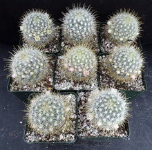 Load image into Gallery viewer, Mammillaria cowperae *Lemon Yellow Spines*