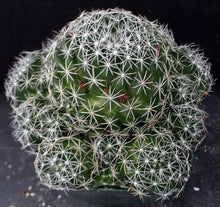 Load image into Gallery viewer, Mammillaria decipiens ssp. albescens *Bigger Clumping Plants*