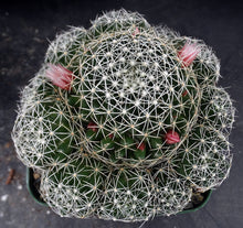 Load image into Gallery viewer, Mammillaria decipiens ssp. albescens *Bigger Clumping Plants*