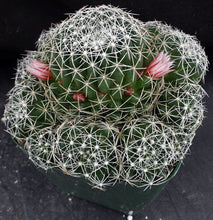 Load image into Gallery viewer, Mammillaria decipiens ssp. albescens *Bigger Clumping Plants*