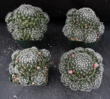 Load image into Gallery viewer, Mammillaria decipiens ssp. albescens *Bigger Clumping Plants*
