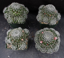 Load image into Gallery viewer, Mammillaria decipiens ssp. albescens *Bigger Clumping Plants*