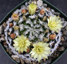 Load image into Gallery viewer, Mammillaria duwei