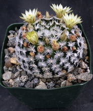 Load image into Gallery viewer, Mammillaria duwei