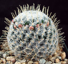 Load image into Gallery viewer, Mammillaria duwei Spine form